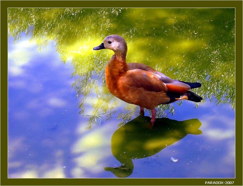 птица, загадка,озеро,юмор,детская,PARADOX Эта птица называется ... (Картинка-загадка)photo preview