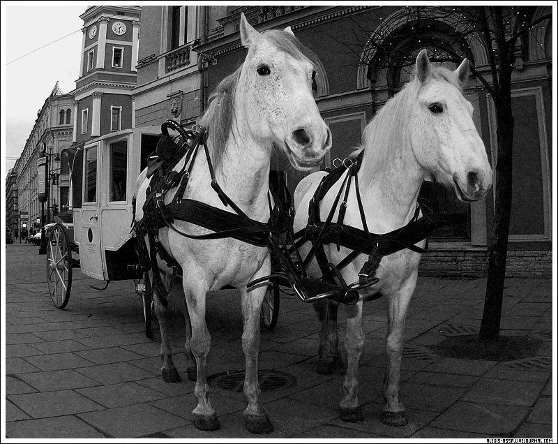 лошадь Я, маленькая лошадка...photo preview