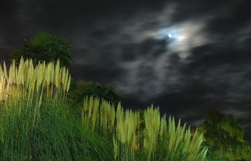 ночь, парк, волки, воют волчий войphoto preview