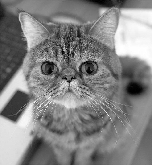 Let me show your world in my eyes. Автор: Vadim Balakin eyes, cat, Vadim Balakin