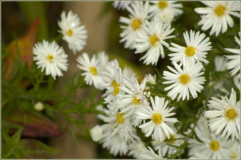 цветы photo preview