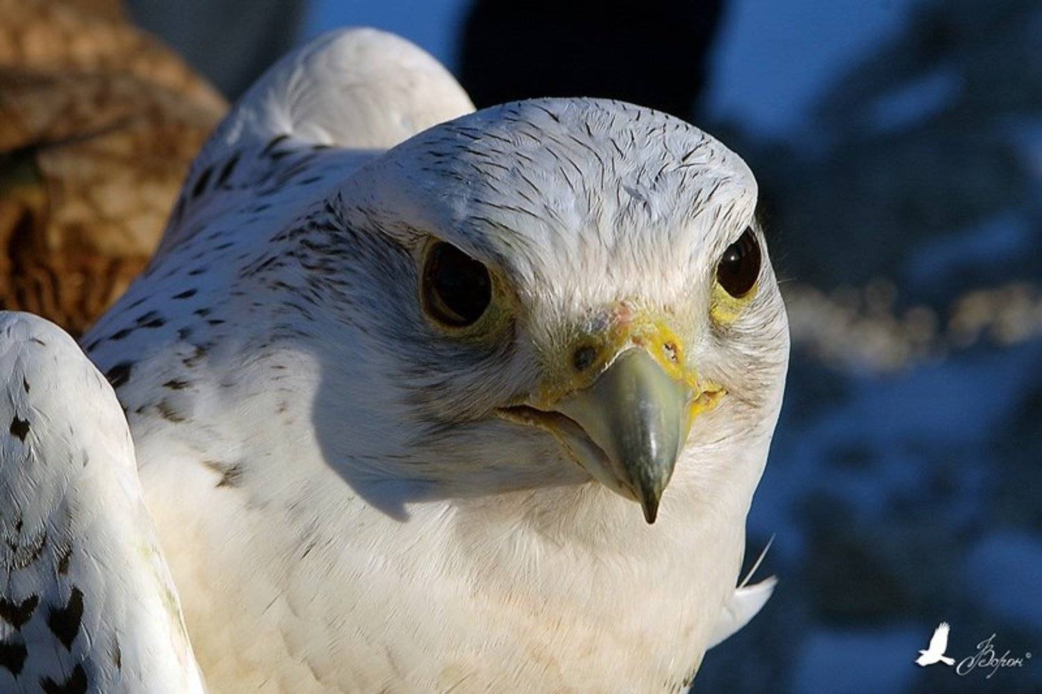 Магадан, Магаданская область, Арманская трасса, Окса, Сокол, Кречет, Хищники, Птицы, Ворон