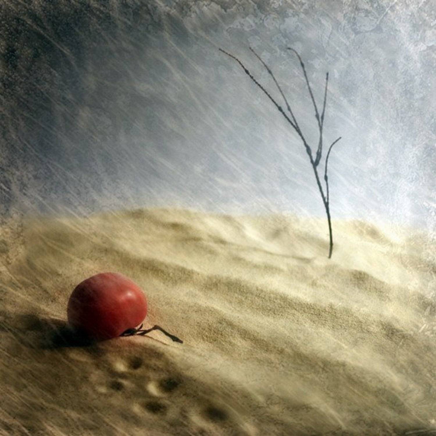 помидор, не, дошел, ни, куда, Kassiopey