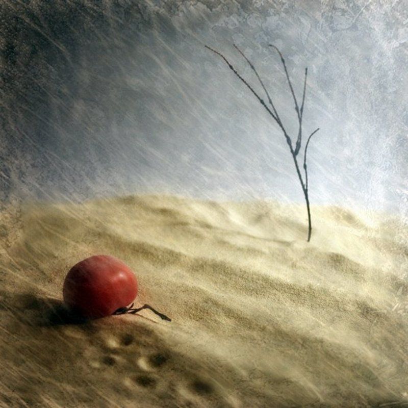 помидор, не, дошел, ни, куда Не дошелphoto preview