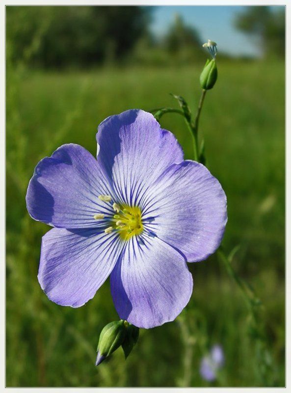 лето, цветы Привет от лета!photo preview