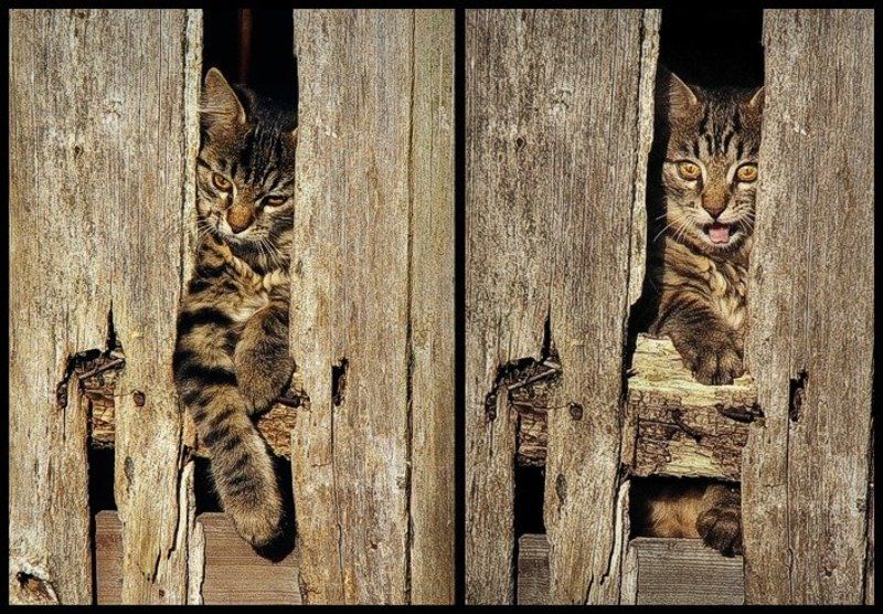 Смена настроения...photo preview