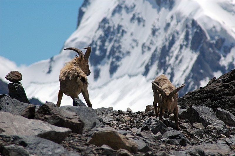 безенги Аборигеныphoto preview