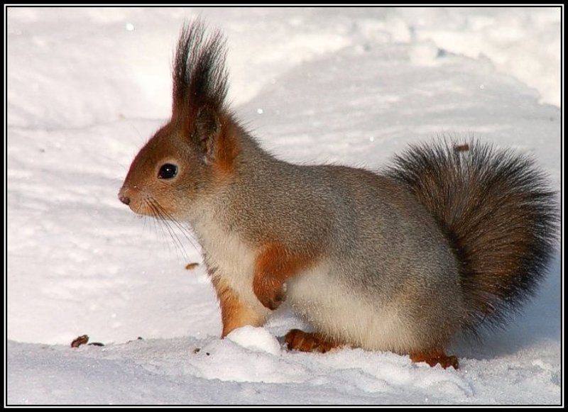 белкаphoto preview