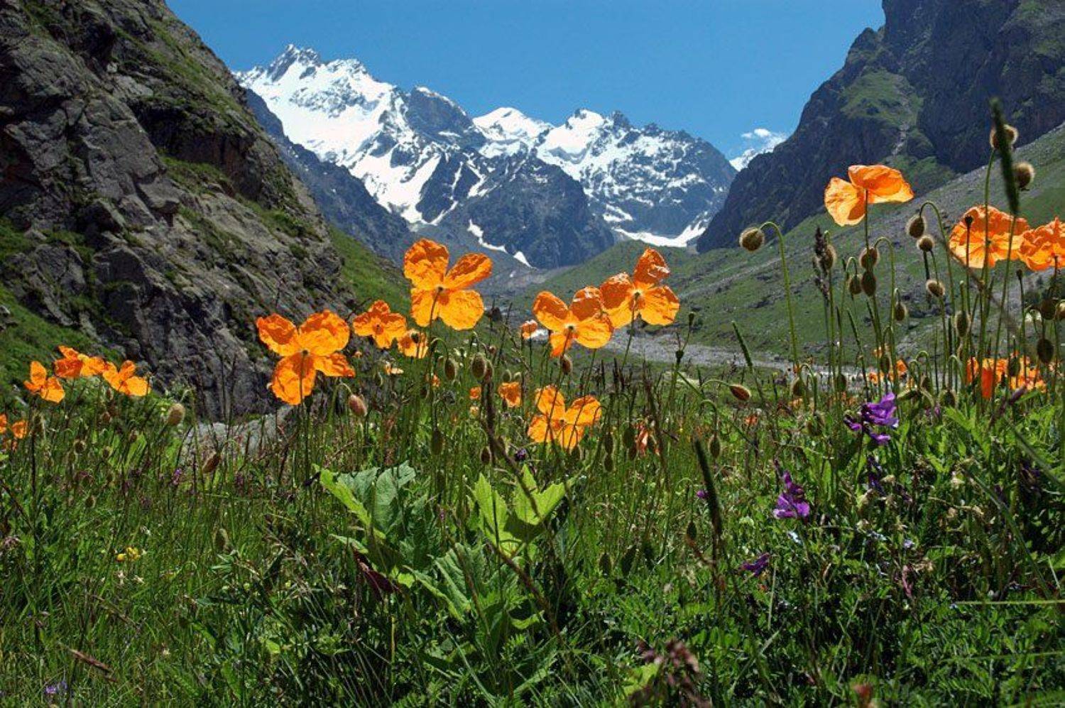 ***. Автор: Dmitriy Egorov , Dmitriy Egorov