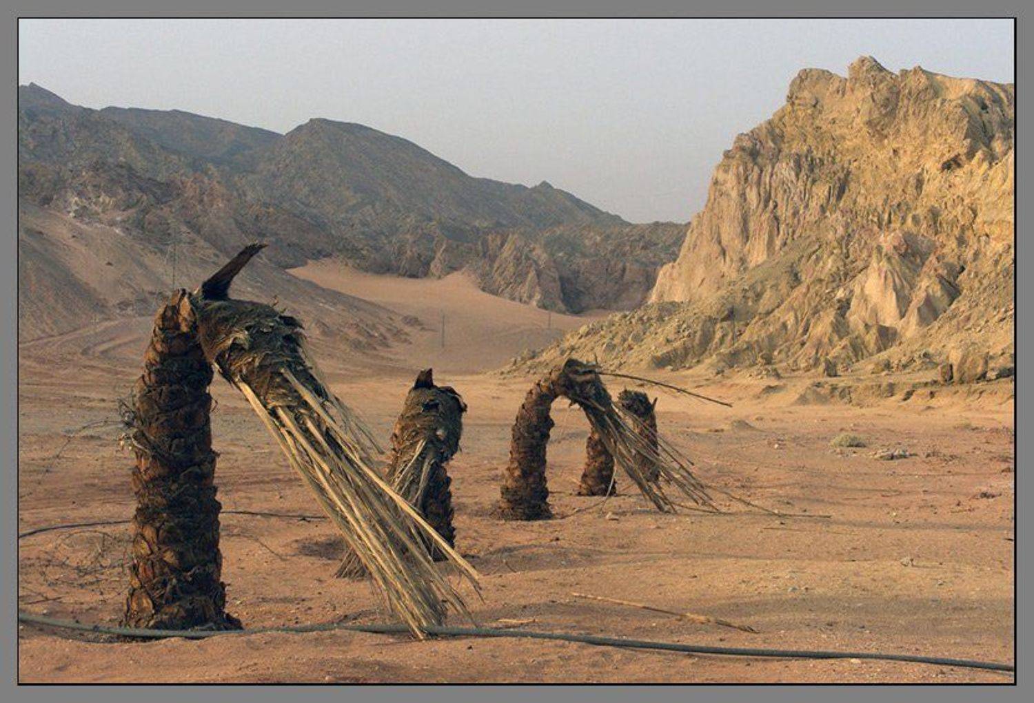 , Лунный Ежик