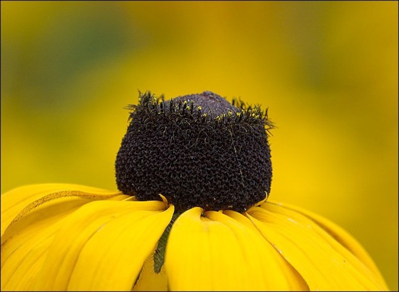 цветы На желтомphoto preview