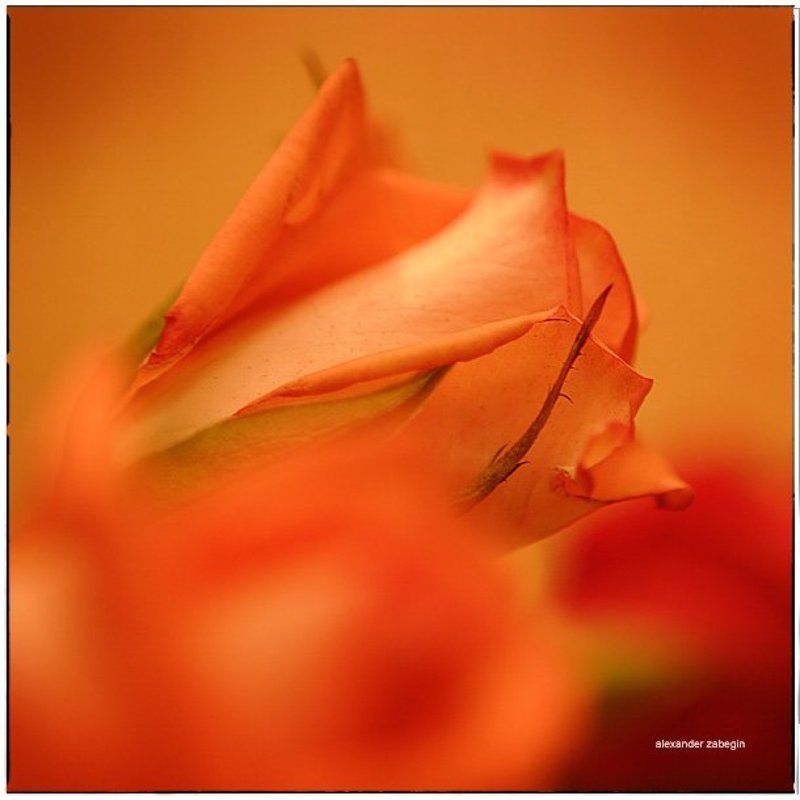 zabegin ***photo preview