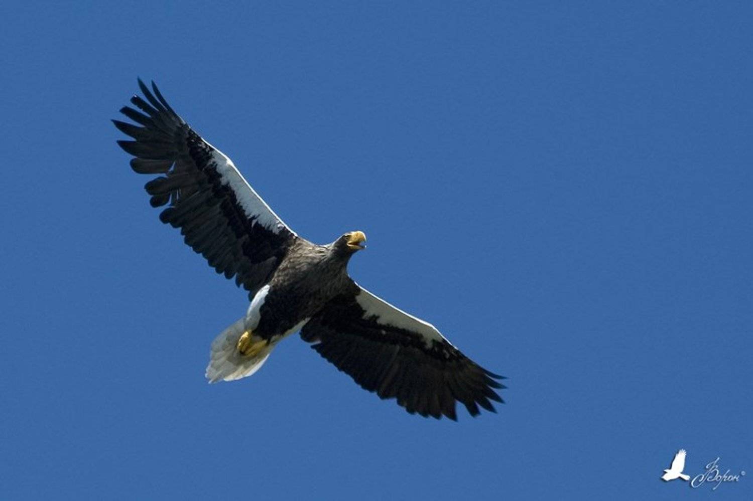 Steller Sea Eagle. Автор: Ворон Белоплечий орлан, птицы, хищники, Магадан, побережье Охотского моря, Ворон