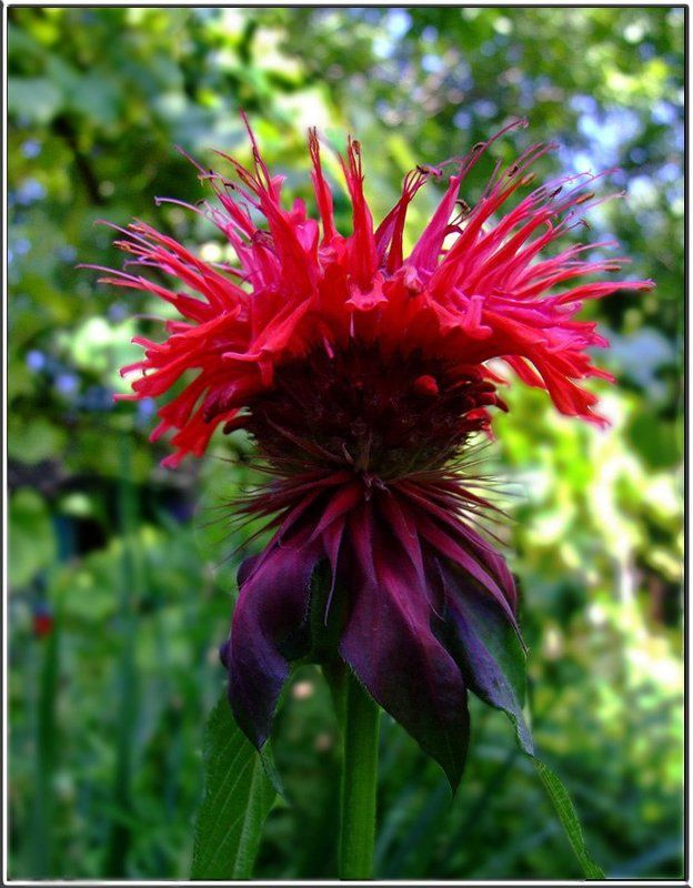 Цветы Чем я не петушокphoto preview