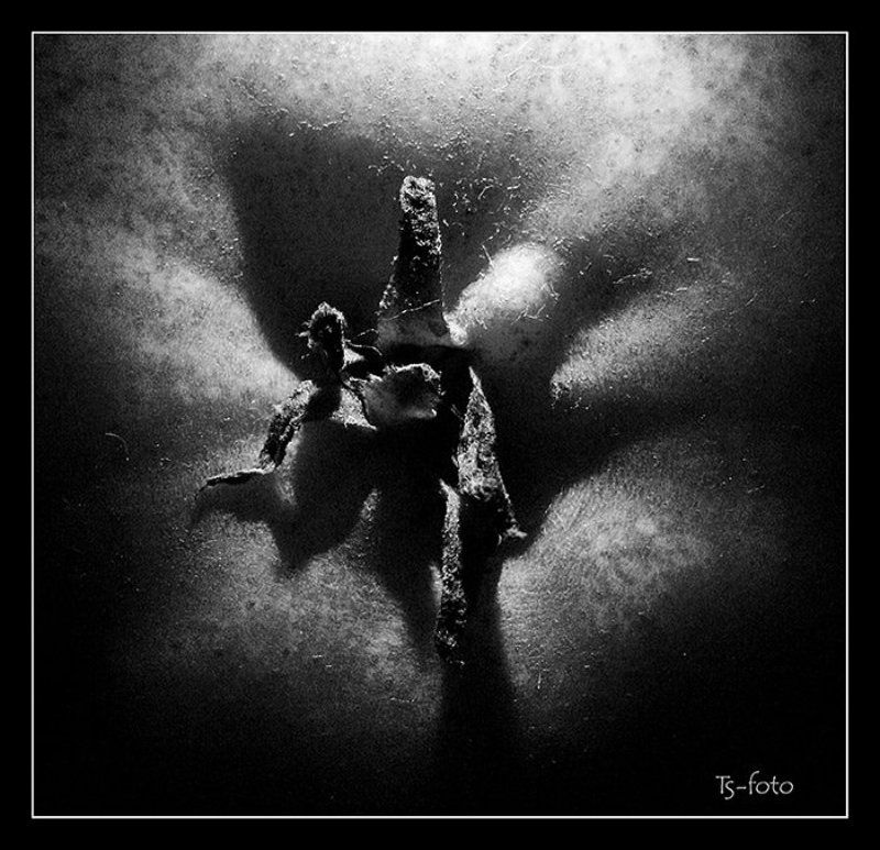 Груша, фрукты ***photo preview