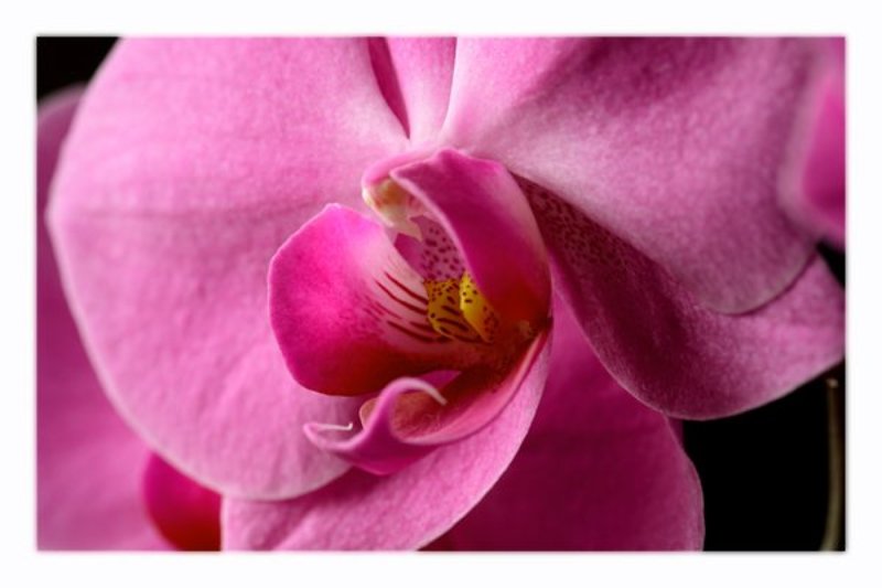 Phalaenopsis Orchidaceae Свет от окна... фото превью