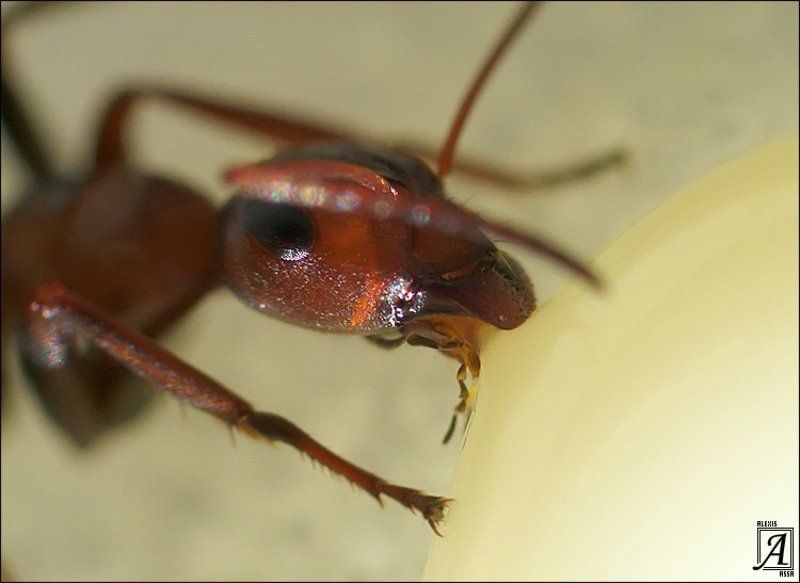 муравей, сгущенка Муравьишка кушает сгущенку :)photo preview