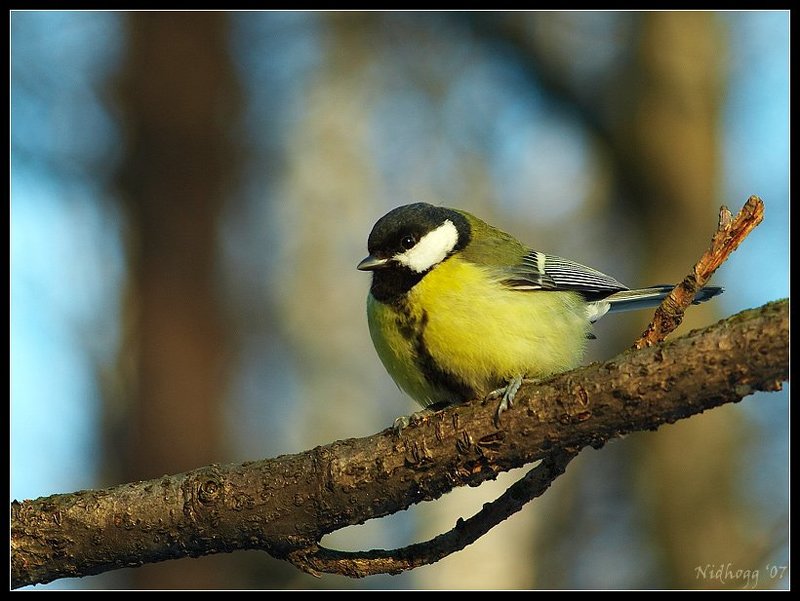 Птица синица... (хорошего вам настроения!)photo preview