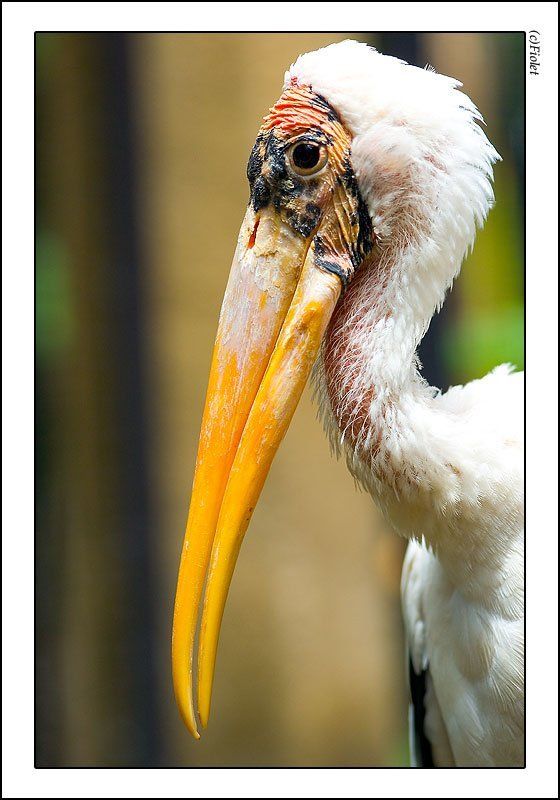 цапля, старость, мудрость, клюв, цвета Старая цапляphoto preview