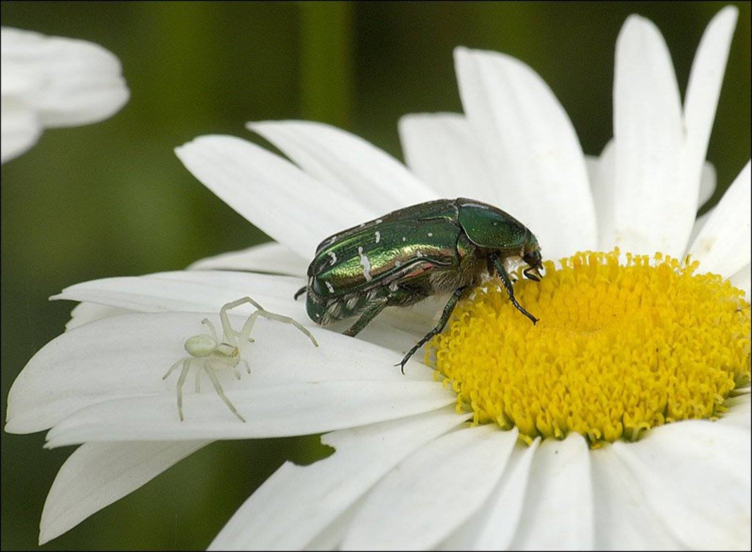 Завтраком не поделишься?. Автор: Дмитрий Бречалов цветы, насекомые, пауки, Дмитрий Бречалов