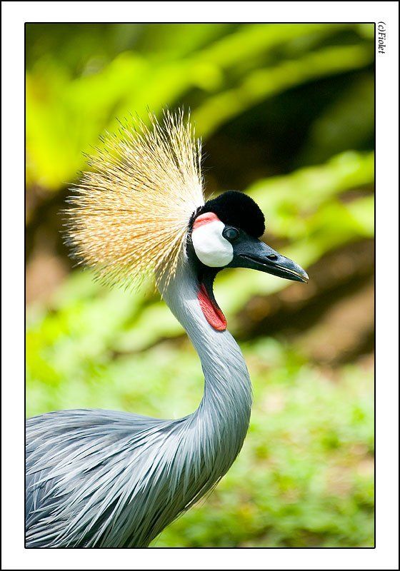 венценосный журавль, птицы, путешествия, Индонезия Венценосный журавльphoto preview