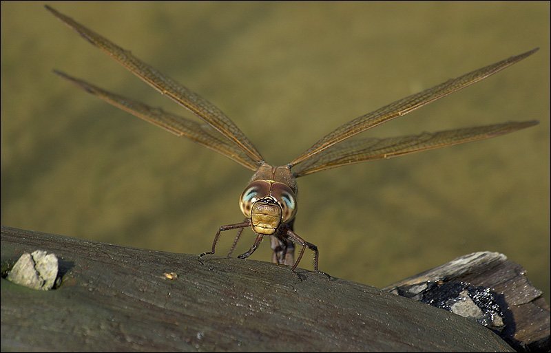 стрекоза Бипланphoto preview