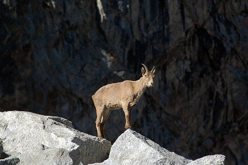кавказ, козлы ***photo preview