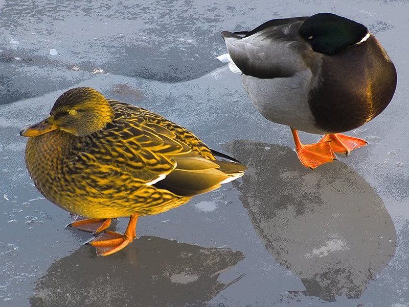 город,лёд Прохладно.photo preview