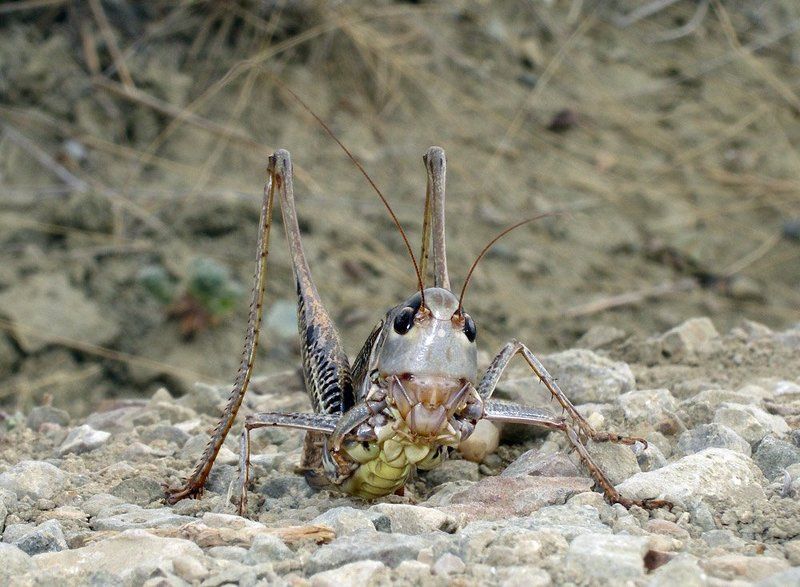 Теперь полноценный экземпляр, на природе...photo preview