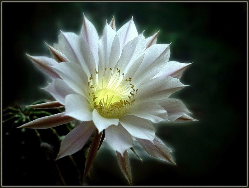 эхинопсис photo preview