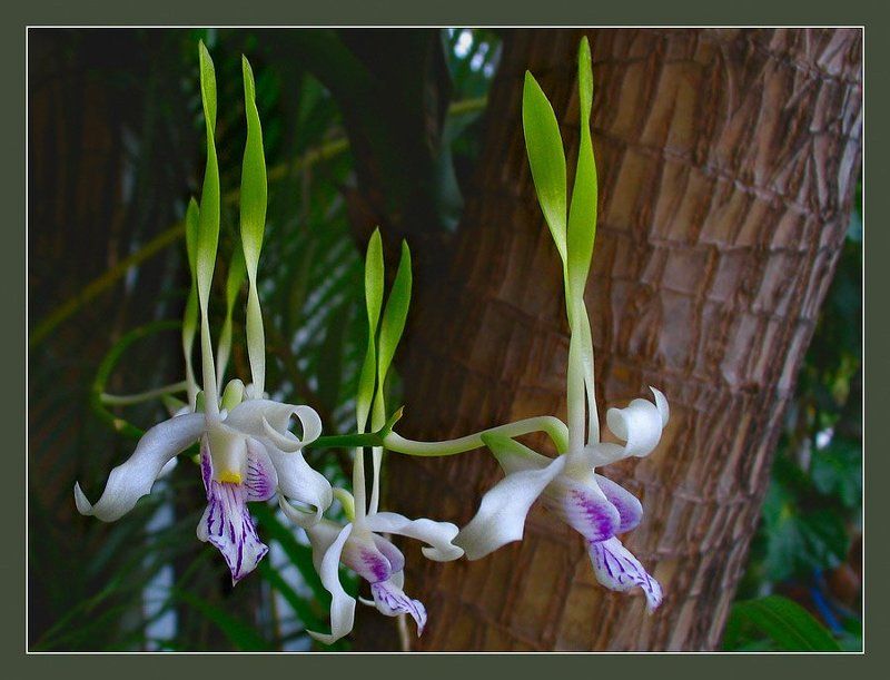 Орхидеи photo preview