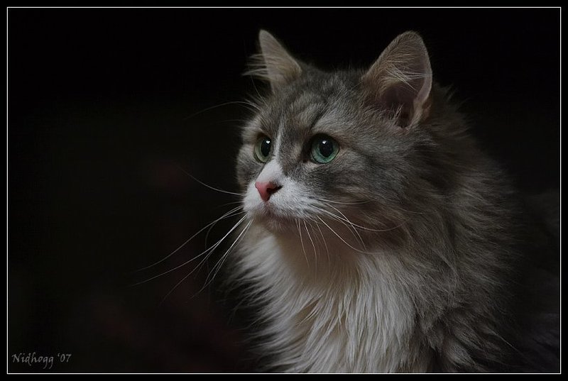 кот ***photo preview