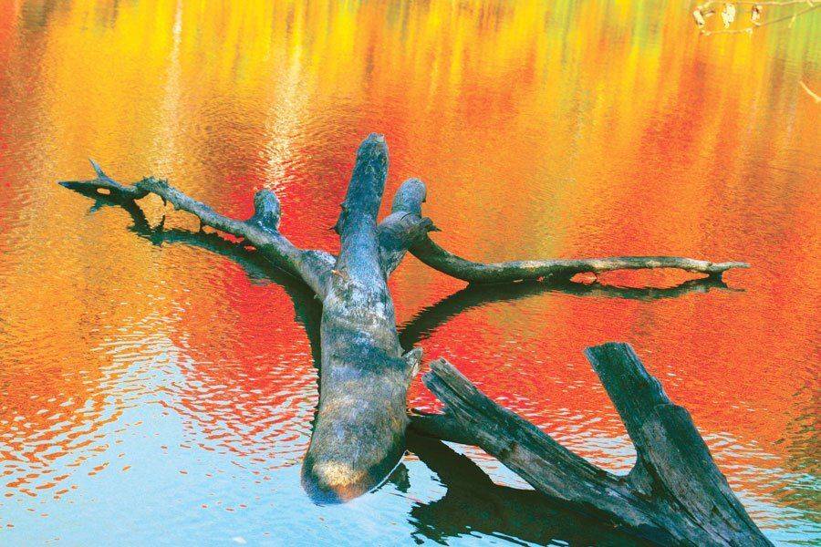 Orange. Автор: Влад , Влад