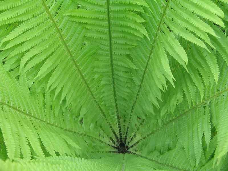 Зеленый домикphoto preview