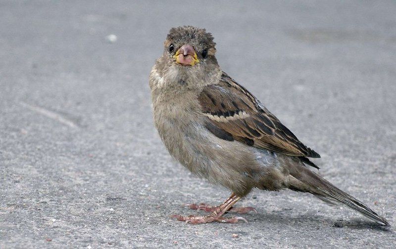 Ку-ку!photo preview