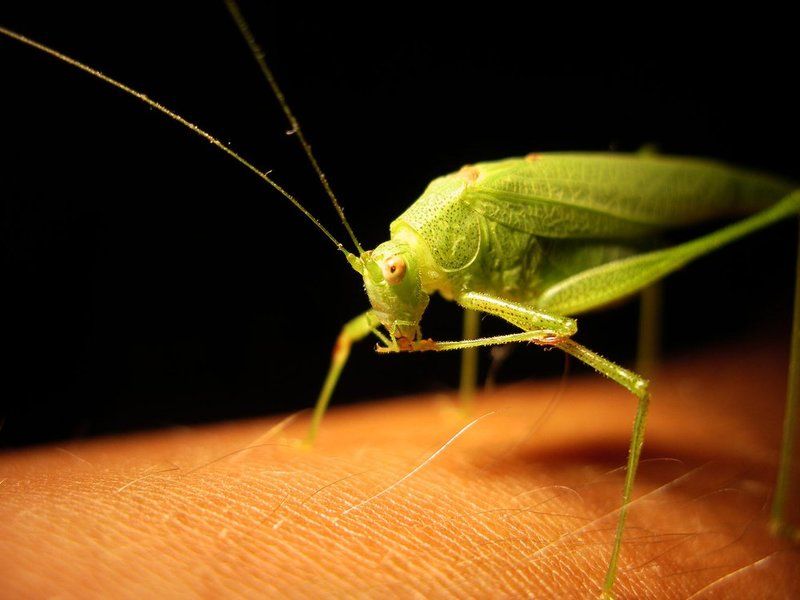 О, гляди, чего он ест...!photo preview