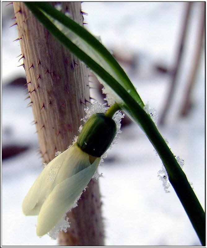 Цветы, явления природы Результат теплой зимыphoto preview