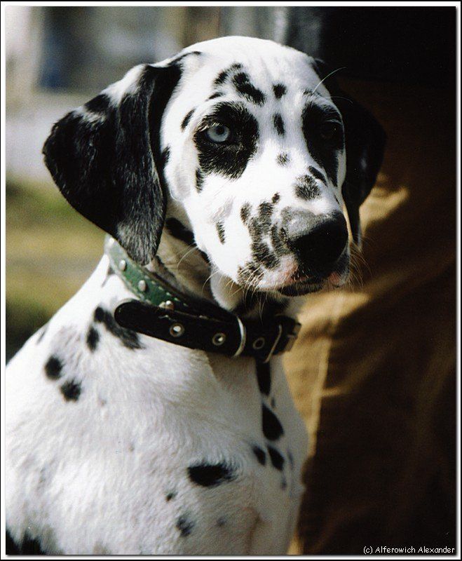 собака, щенок, далматинец Молодых кровейphoto preview