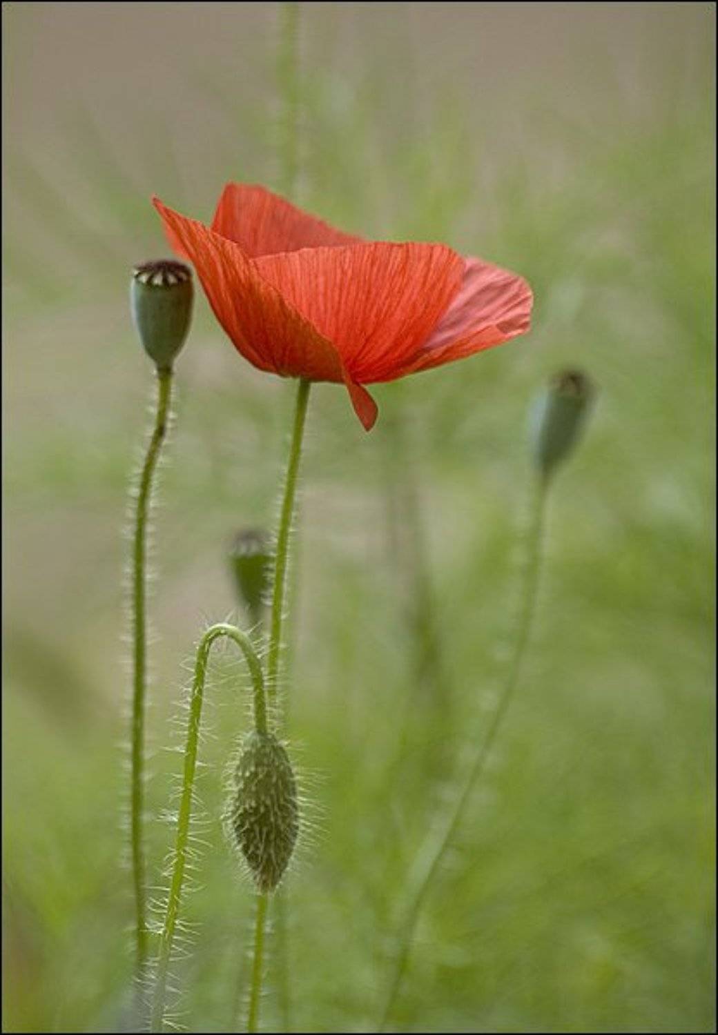 Маки. Автор: Дмитрий Бречалов цветы, маки, Дмитрий Бречалов