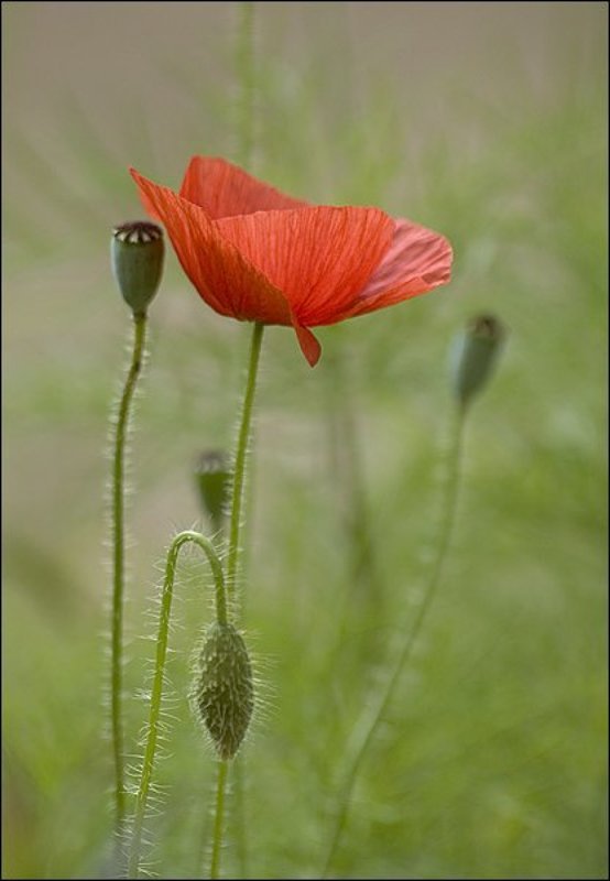 цветы, маки Макиphoto preview
