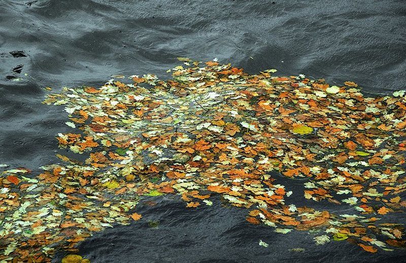 Нева Унесённые наводнением.photo preview