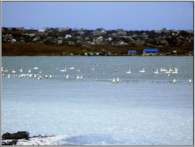 Природа, зима, птицы,лебеди, необычные явления photo preview