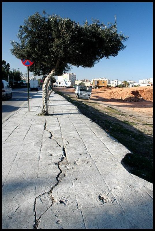 Про дерево и трещинуphoto preview