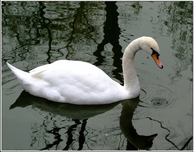 Природа, птицы, лебеди Гляжусь в тебя как в зеркалоphoto preview
