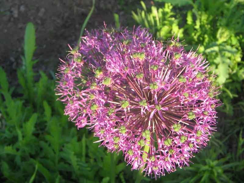 чесТнокphoto preview