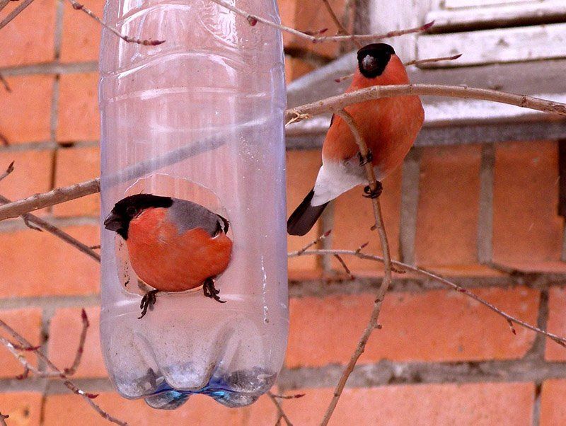 Снегириphoto preview