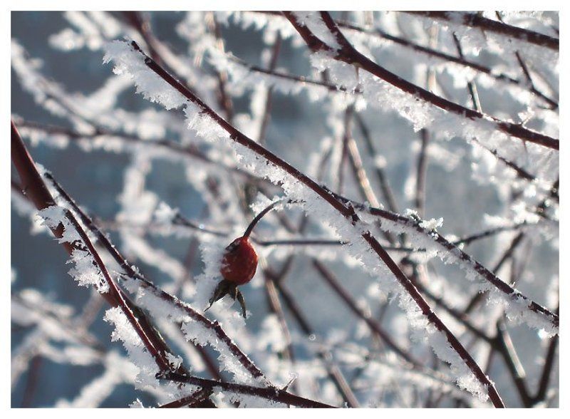 Утренний инейphoto preview