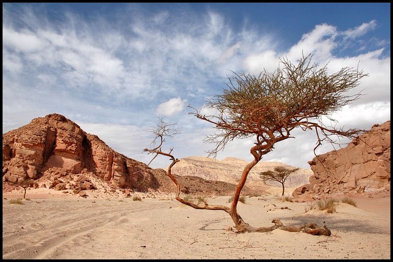 Египет Dancing in the Desertphoto preview