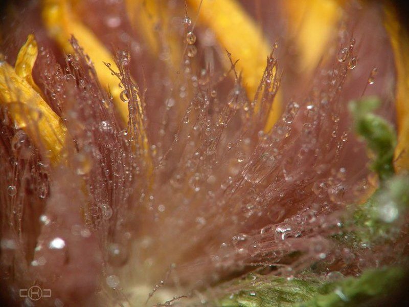 гербера, капли, абстракция Неясная романтика.photo preview