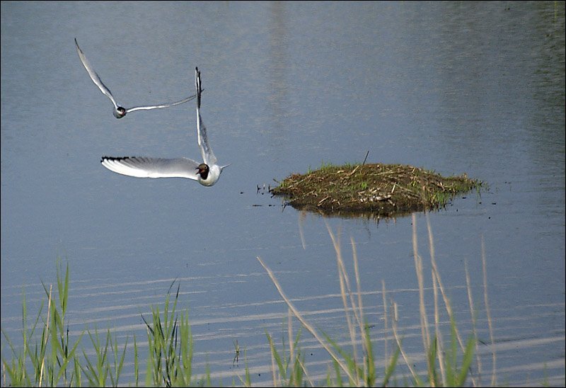 птицы, чайки Гонкиphoto preview